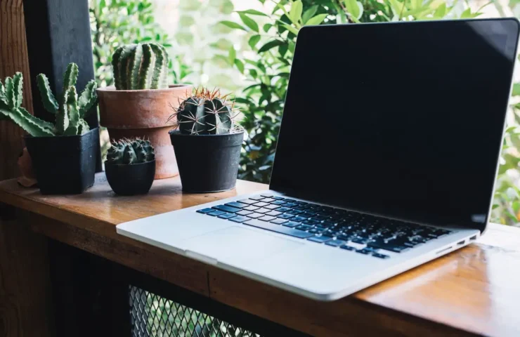 laptop-near-pretty-cacti (1)